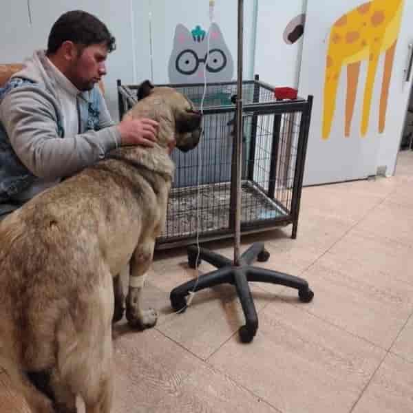 گاستریت در اثر خوردن استخوان